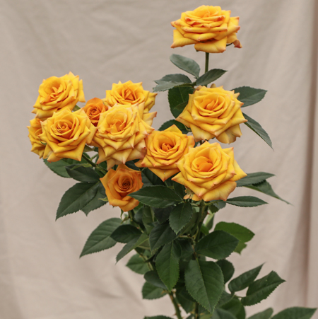 ROSE BR. SAFFRON SMILE 50